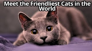 Meet the Friendliest Cats in the World [upl. by Angid853]