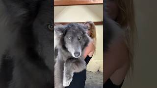 Huge Blue Wolfdog bluewolfdog bluewolf wolf wolfdog [upl. by Geralda]