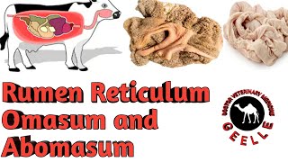 Rumen Reticulum Omasum and AbomasumVeterinary [upl. by Eeslehc]