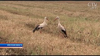 По зерновым может проблемы будут а так все нормально каким будет урожай2017 [upl. by Ocimad]