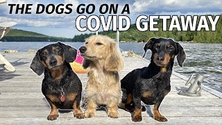 Ep5 The Dogs Go to the Cottage for a COVID GETAWAY [upl. by Lidia]