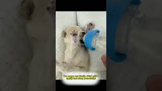 A woman rescued a puppy from a garbage dump and was diagnosed with parvovirus part 4 animalrescue [upl. by Aztinaj]