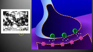 TS  Fonctionnement dune synapse neuromusculaire ou plaque motrice [upl. by Narruc568]