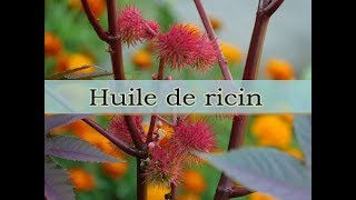 Huile de ricin \ INGRÉDIENT NATUREL COSMÉTIQUE [upl. by Shoemaker]