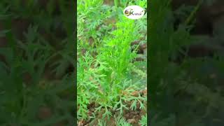 गाजर की खेती कैसे करें। Gajar ki kheti। Carrot farming carrot gajar shorts videos viral agri [upl. by Maidie]