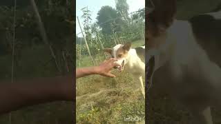 dog😇gabbar Singh 🤔masti krta hua comedy funny shortsviral video Abhisheky627 [upl. by Fidelio749]