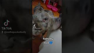 Good Old Dogs And God🌟 dogshorts tiktok shorts [upl. by Palmore]