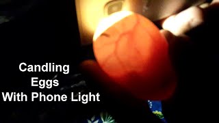 Candling Chicken Eggs  Day 7  Homemade Egg Incubator [upl. by Assir]