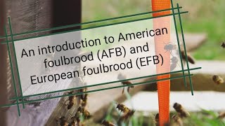 Beekeeping basics  An introduction to American foulbrood AFB and European foulbrood EFB [upl. by Ecinahc]