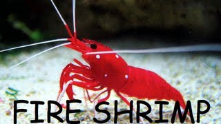 Fire Shrimp Care Info How to HandFeed [upl. by Dranreb]