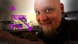 How to Set Up Sulcata Tortoise Hatchling Meet our new baby [upl. by Verner934]