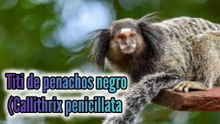 El Fascinante Mundo del Tití de Penachos Negros Un Pequeño Primate Adaptable [upl. by Adnofal]