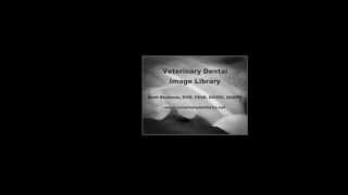 Veterinary Dental Image Library [upl. by Yasu]