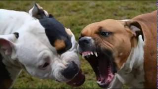 American Staffordshire Terrier vs Cane Corso [upl. by Geer]