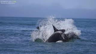 Orca Whales Hunt Sea Lion in Monterey Bay [upl. by Eyla]