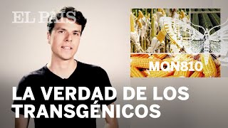 ¿Son MALOS los alimentos GENÉTICAMENTE MODIFICADOS  DARWIN TE NECESITO [upl. by Routh18]