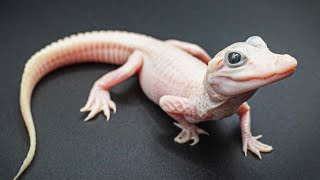 Rare White Alligator Born in Florida [upl. by Nothgiel]