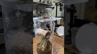 Breeding a Poecilotheria regalis tarantula 🙏🥰🕷 [upl. by Ahsiema]