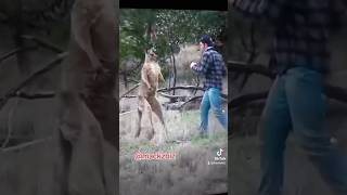 How animals act like humans fyp comedy shorts funny zoo animals fighting dog [upl. by Mersey]