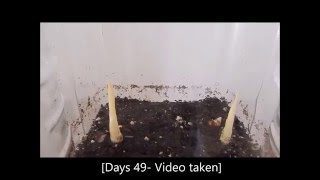 How to grow Curcuma Longa plants from their rhizomes 1 Days 062 [upl. by Nyleuqcaj]