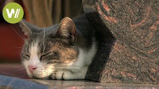 Cat visits his owner’s grave every day and brings him gifts [upl. by Oker]