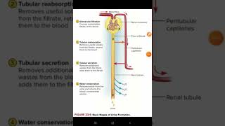 Formation of urinenephronnephron functionRenal physiology [upl. by Bellda55]