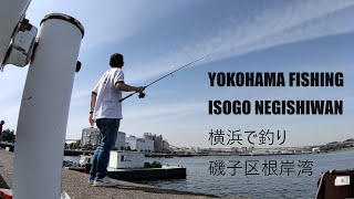 釣り2 のむむの横浜で釣り 磯子区根岸湾 fishing2 Yokohama fishing Isogo ward negishiwan [upl. by Okram]