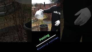 Potting blueberry cuttings garden gardening [upl. by Bopp]