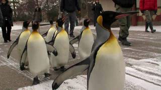 Zoo View Penguin ParadeCincinnati Zoo [upl. by Hilarius]