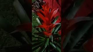 Guzmania [upl. by Frieder]