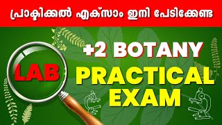 Plus Two Public Exam  2 Lab Exam  Botany Lab  Revision Class  Exam Winner [upl. by Haeli]