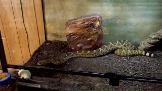 Western Diamondback Rattlesnakes Live feeding 03 [upl. by Lemmor]