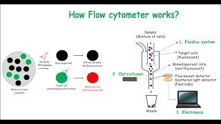 Flow Cytometry [upl. by Beesley338]