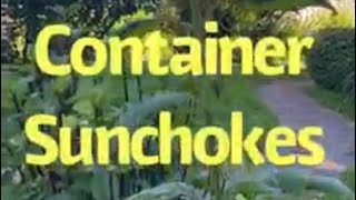 Growing sunchokes in containers [upl. by Ednutey]