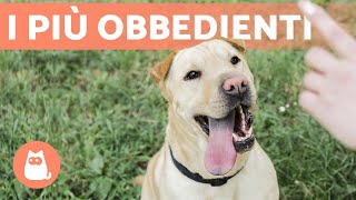 Razze di CANI più FACILI da ADDESTRARE 🐶✅ TOP 10 [upl. by Rhiana]