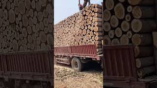 Log loading truck log trimming process Good tools and machinery can increase work efficiency [upl. by Enait578]