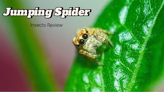 The Jumping Spider insects nature wildlife jumpingspiders wikipedia macroinsects [upl. by Lledrac]