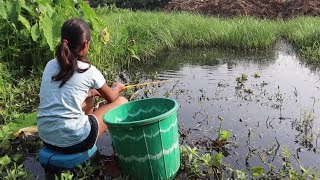 Fishing video ✅  The beautiful girl catch hook fishing 🎣 in village mud water fish fishing [upl. by Necaj438]