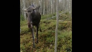 Mötte klappsjuk älg i skogen  Nyheterna TV4 [upl. by Einahc497]