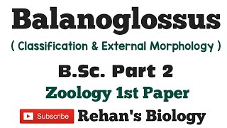 Balanoglossus in hindi Rehans Biology Acorn Worm Hemichordata BSc 2nd year zoology 1stpaper [upl. by Peale]