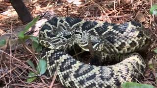 The Eastern Diamondback Rattlesnake [upl. by Teressa]