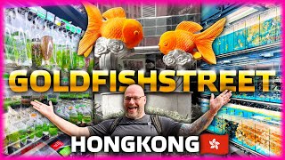 WELCOME to the GOLDFISHSTREET HONG KONG 2024 [upl. by Errol]