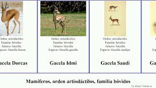 Mamíferos orden artiodáctilos familia bóvidos Artiodactyla order Artiodactyla family Bovidae bos [upl. by Nanreh347]