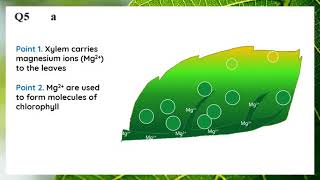 A1 Mineral ions and plant growth [upl. by Alegnad758]