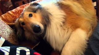 My Rough Collie [upl. by Sidnac]