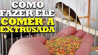 COMO FAÇO PAPACAPIM PARDO COMER EXTRUSADA [upl. by Jammal]