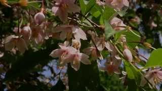 Styrax japonica Pink Chimes Pinkflowered Snowbell Tree [upl. by Bastian]