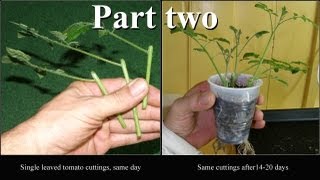 Taking cuttings from petunia and tomatoes Part two [upl. by Quintessa215]