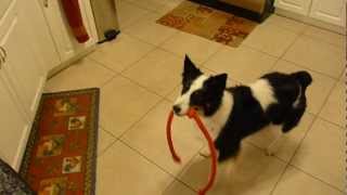 Border collie Deja doing her nightly nunchuck rope Part II [upl. by Caz]