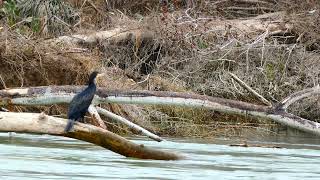 Río invernal Ebro Jabalí Martín pescador Bisbita Andarríos Petirrojo Cormorán Pico menor 4K [upl. by Neeka]